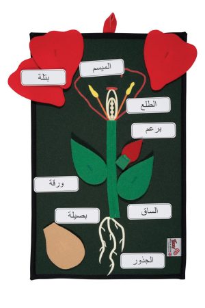 Plant in a Pocket - Arabic